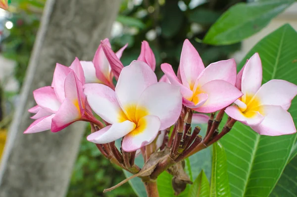 Plumeria beautiful pink inflorescence — Stock Photo, Image