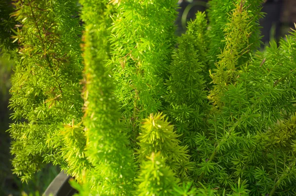 Close up full frame green pine leaf background — Stock Photo, Image