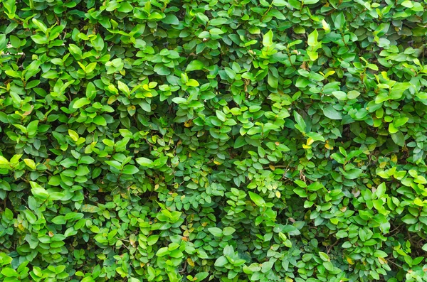 Gröna blad vägg bakgrund — Stockfoto