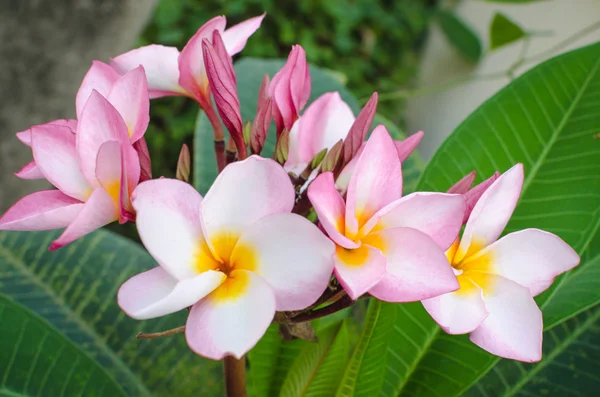 Plumeria mooie roze bloeiwijze Rechtenvrije Stockafbeeldingen