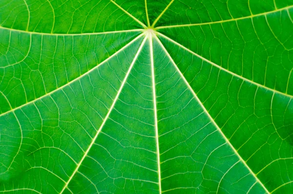Close up full frame green leaf texture and background — Stock Photo, Image