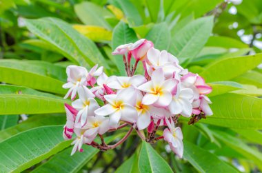 Plumeria güzel pembe önümüzdeki