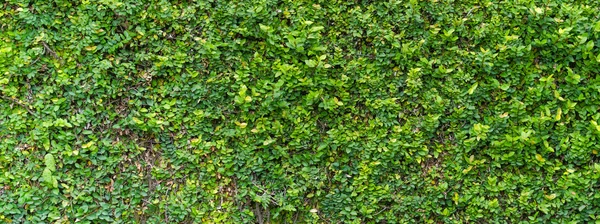 Zielony krzew taflowy tekstura — Zdjęcie stockowe