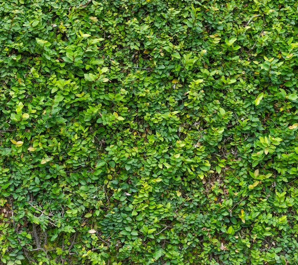 Groene bush. naadloze tegelbaar textuur — Stockfoto