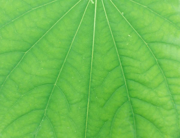 Texture astratta foglia verde per sfondo — Foto Stock