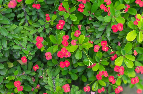 Foglie verdi e poco sfondo fiore rosso — Foto Stock