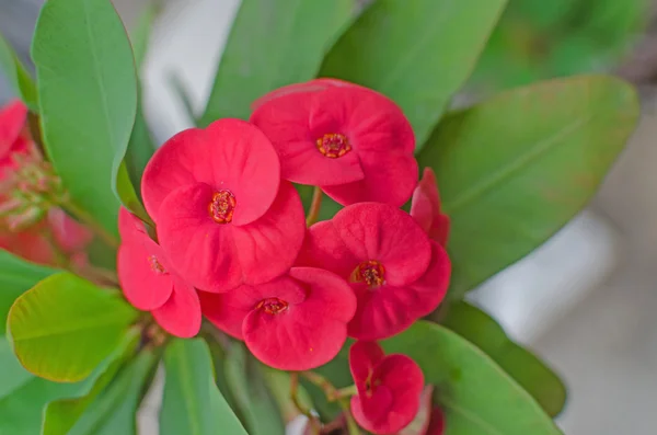 Coroa de espinhos flores Euphorbia milli Desmoul — Fotografia de Stock