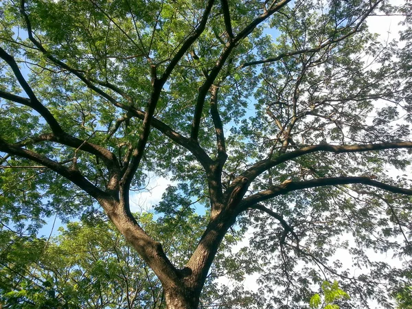 Háttér-világítású fa levelei — Stock Fotó