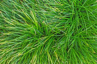 Ormanın taze yeşil yaprakları