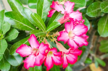 çöl Impala lily sahte açelya çiçek gül