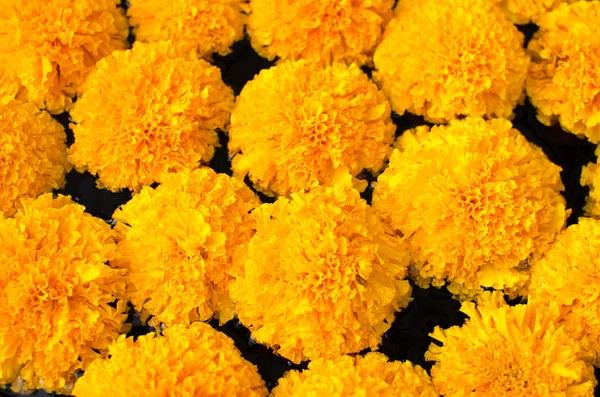 Tagetes erecta L or  Marigold beautiful flower — Stock Photo, Image