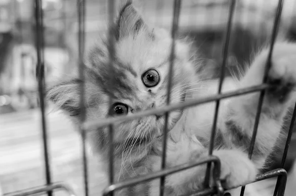 Serie obdachloser Tiere. Tabby-Kätzchen schaut von hinten heraus — Stockfoto