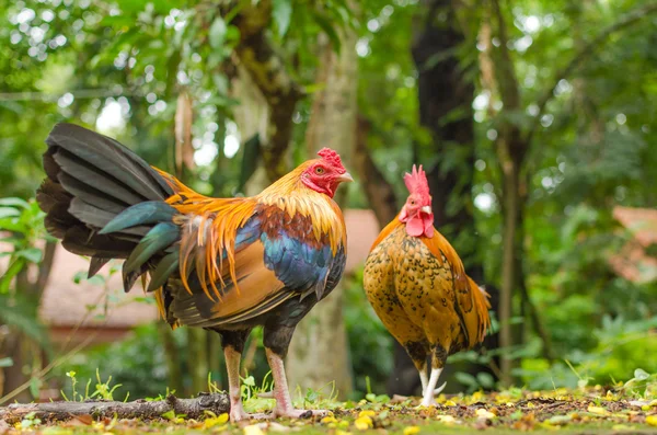 Dwa dżungli kurczaka w ogrodzie — Zdjęcie stockowe