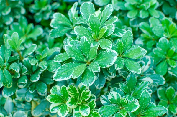 Fresh green leaves in the forest — Stock Photo, Image