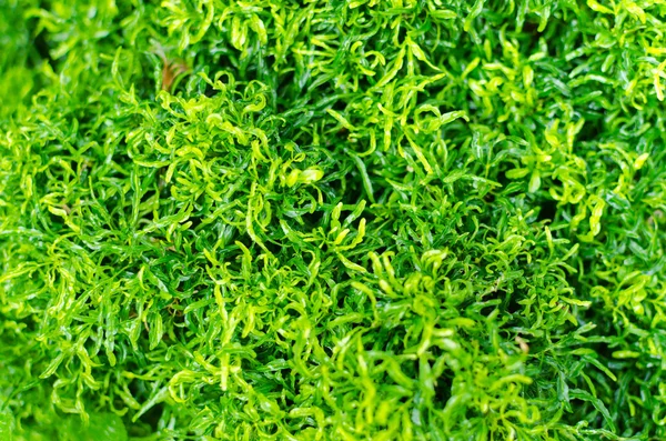 Daun hijau segar di hutan — Stok Foto