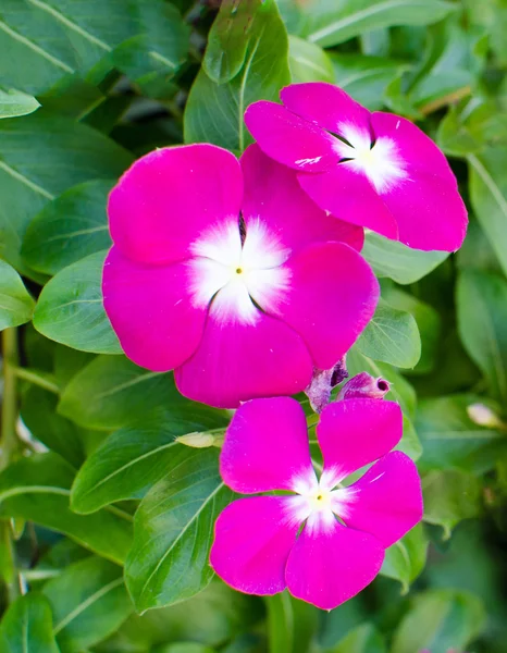 美粉红色长春花的绿色自然背景 — 图库照片