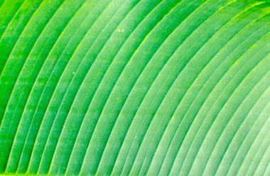 Yeşil Palmiye yapraklarının çizgileri ve dokuları
