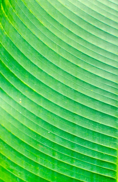 Lijnen en texturen van groene palmbladeren — Stockfoto