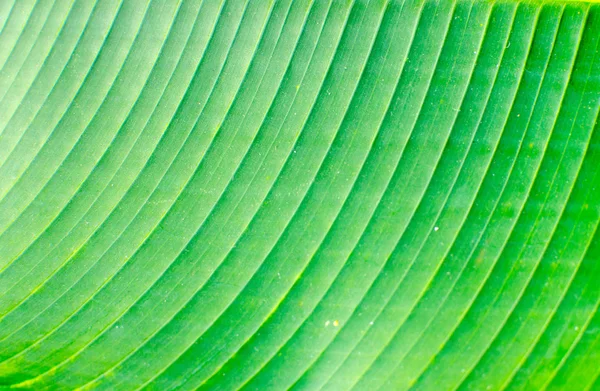 绿色棕榈叶的线条和纹理 — 图库照片