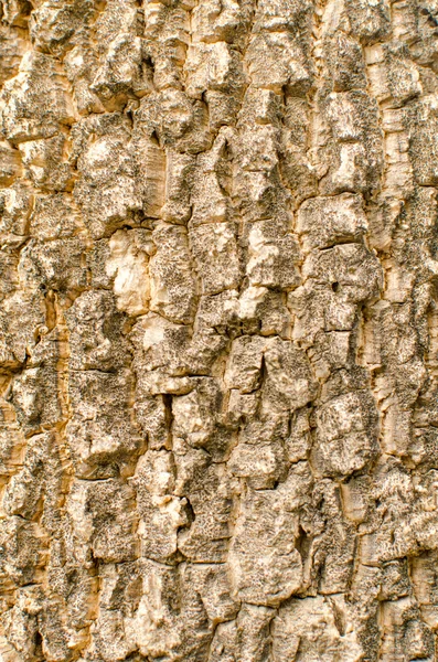 シームレスなタイルの質感の木の樹皮 — ストック写真