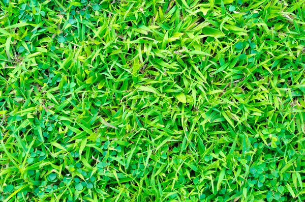 Erba verde artificiale texture per lo sfondo — Foto Stock