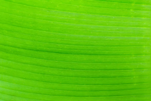 Textur bakgrund av bakgrundsbelysning färska gröna bananblad — Stockfoto