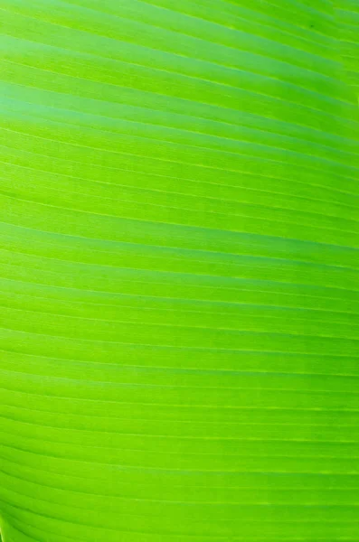 Textuur achtergrond van achtergrondverlichting fris groen blad — Stockfoto