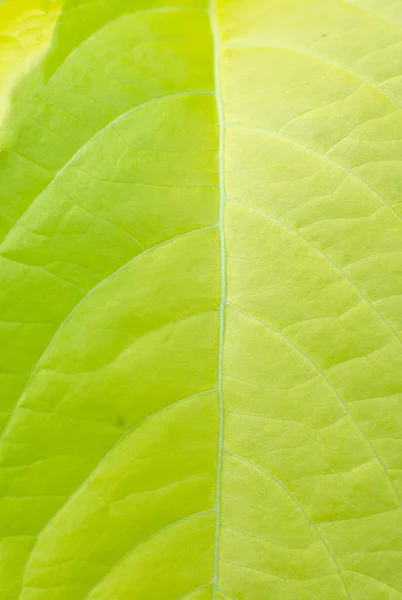Textur bakgrund av bakgrundsbelysning färska gröna blad — Stockfoto