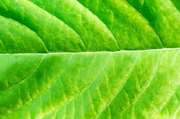 Textura pozadí podsvícení svěží zelené Listy — Stock fotografie
