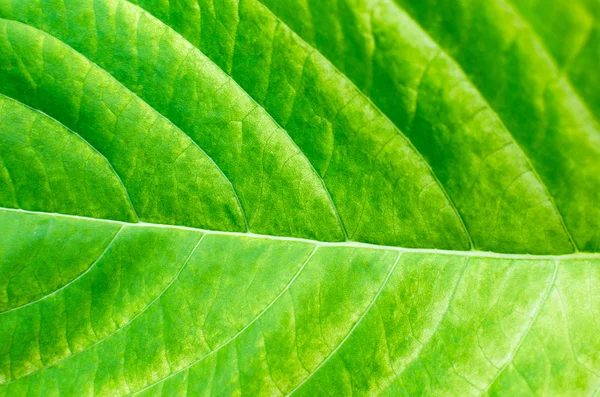 Textur bakgrund av bakgrundsbelysning färska gröna blad — Stockfoto