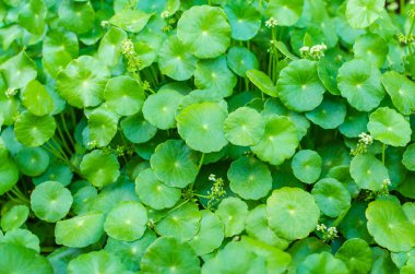 Asya Pennywort yeşil bitki
