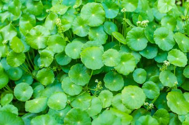 asiatic Pennywort green plant clipart