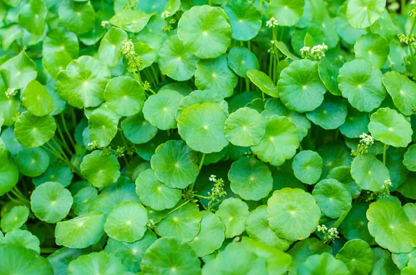 Asiático Pennywort planta verde — Fotografia de Stock