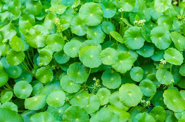 Planta verde de Pennywort asiática Fotos de stock