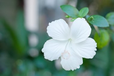 Beyaz hibiscus çiçek, yeşil doğa arka plan üzerinde ayrı tut