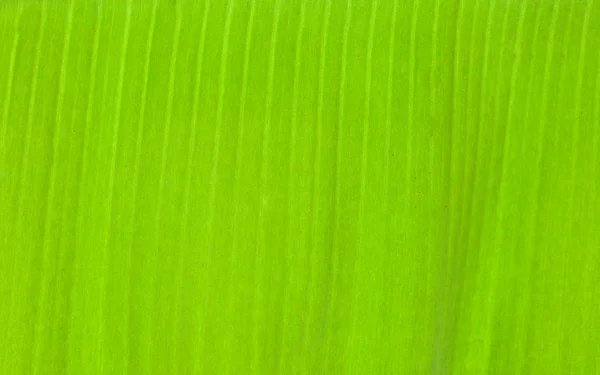 Textura fondo de contraluz verde fresco Hoja —  Fotos de Stock