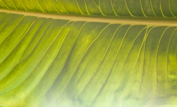 Textuur achtergrond van achtergrondverlichting fris groen blad — Stockfoto