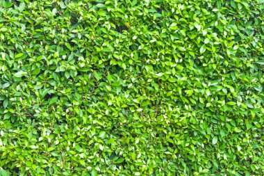 Yeşil duvar arka plan dokusu bırakır