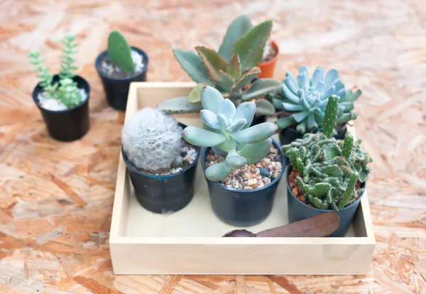 bir ahşap tahta üzerinde yeşil succulents