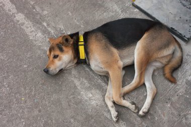 sokakta yalnız hasta köpek