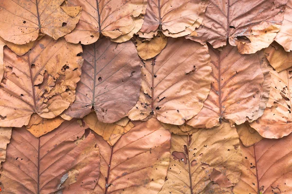 Fodrad torra löv vägg färg bakgrunden konsistens — Stockfoto
