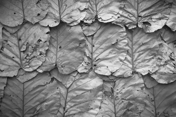 Lemované suché listí zdi černé bílé pozadí textury — Stock fotografie