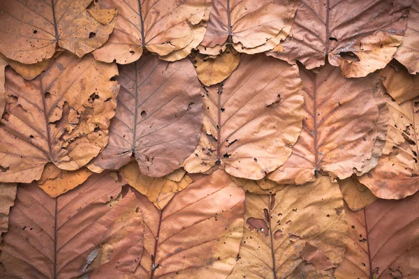 Feuilles sèches doublées texture de fond de couleur de mur — Photo