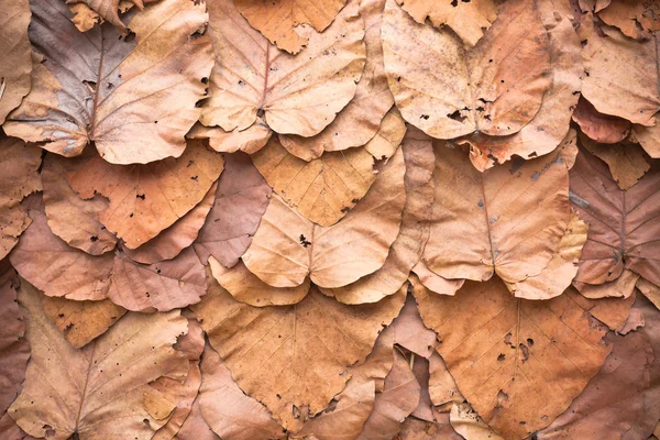 Fodrad torra löv vägg färg bakgrunden konsistens — Stockfoto