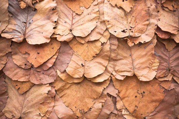 Feuilles sèches doublées texture de fond de couleur de mur — Photo