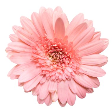 Beyaz arka plan üzerinde izole güzel pembe çiçek çiçeklenme
