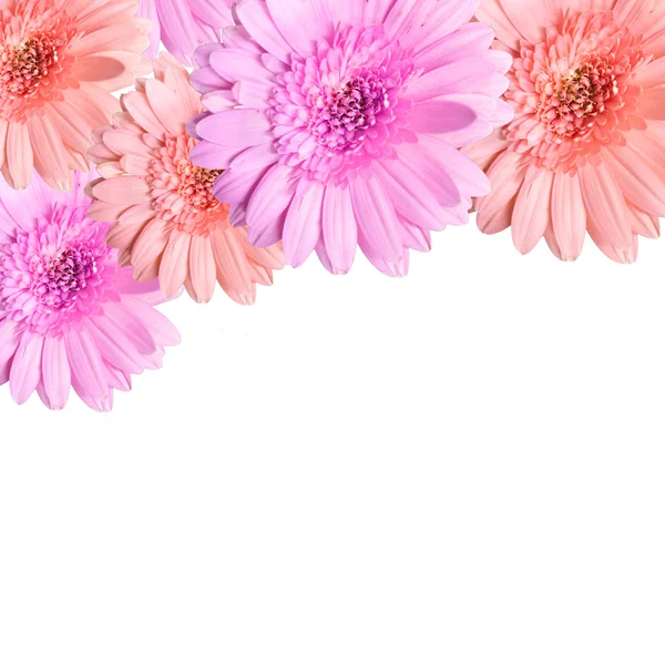 Blooming beautiful pink flower isolated on white background — Stock Photo, Image