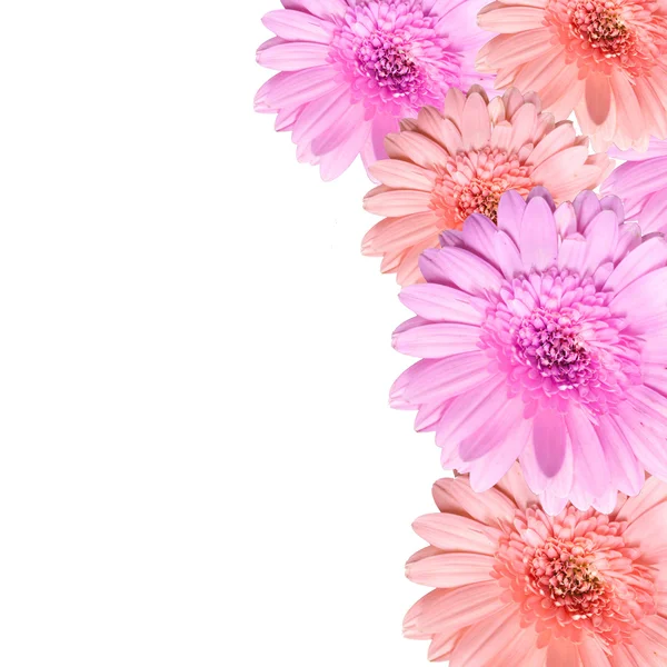 绽放美丽粉红色的花，在白色背景上孤立 — 图库照片