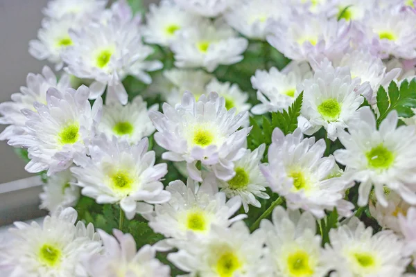 Floraison belle fleur blanche fond plein cadre — Photo