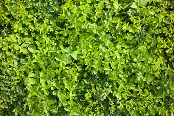 Green leaves background and texture — Stock Photo, Image